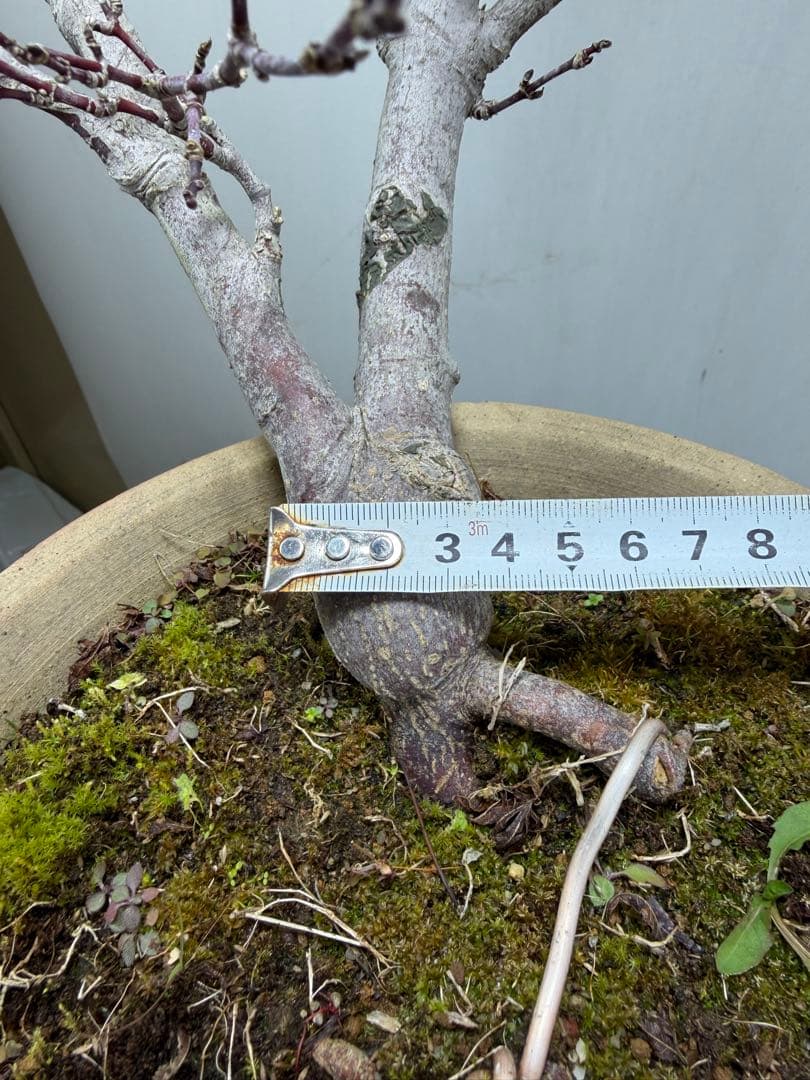 【ガチ盆栽】もみじ　紅葉　小葉性 一年中紅葉　希少品