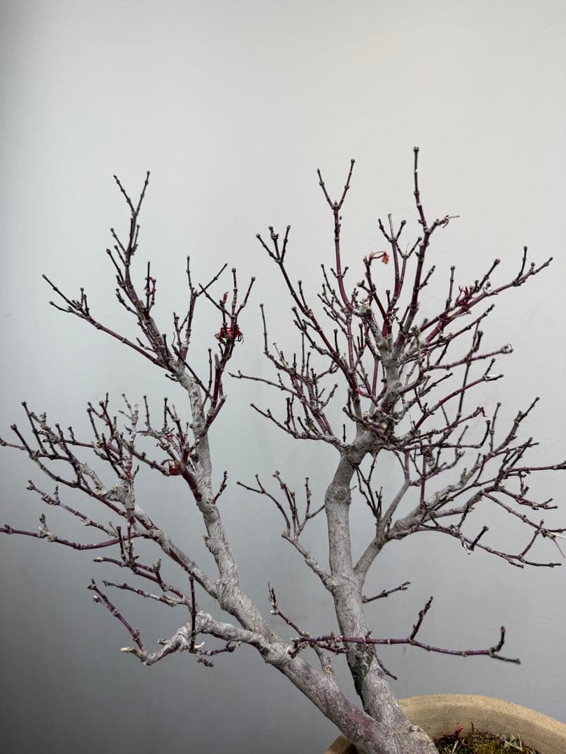 【ガチ盆栽】もみじ　紅葉　小葉性 一年中紅葉　希少品