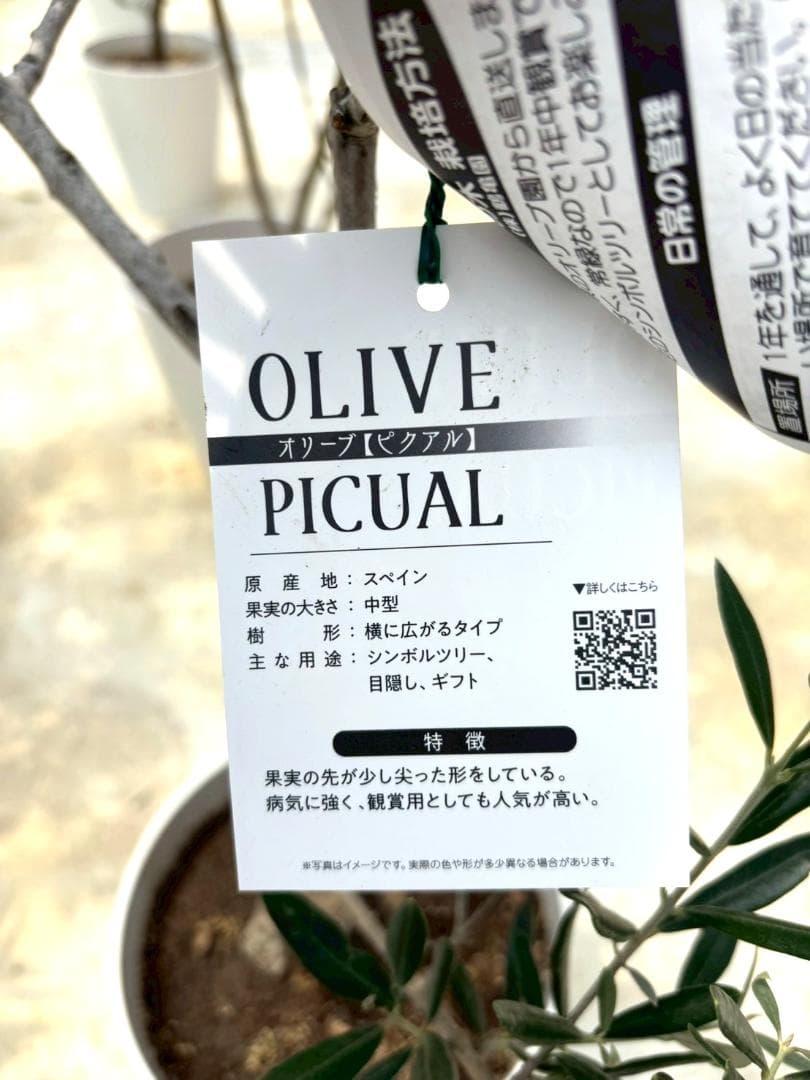 オリーブの木　ピクアル　7号　約120cm　NO.717　人気品種　現品掲載