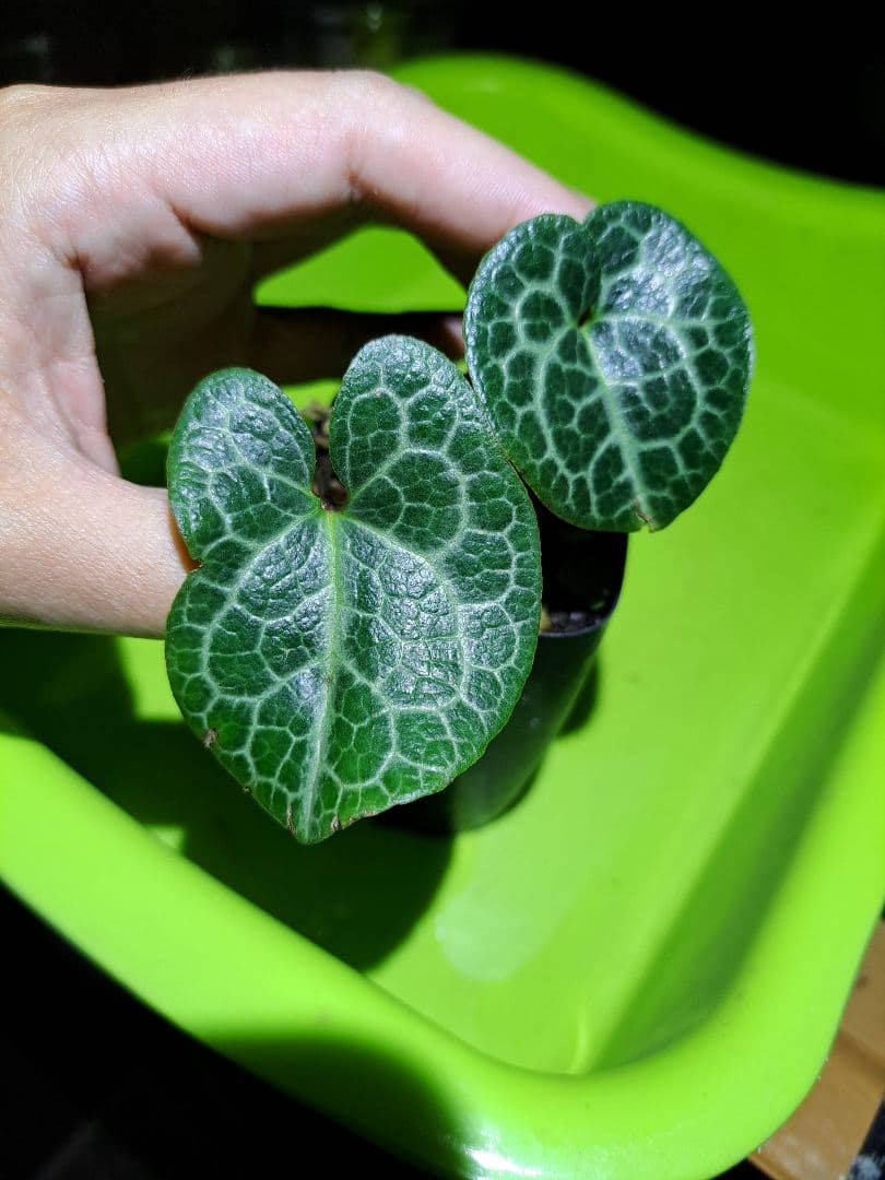 山野草　タマノカンアオイ　亀甲　実生用に