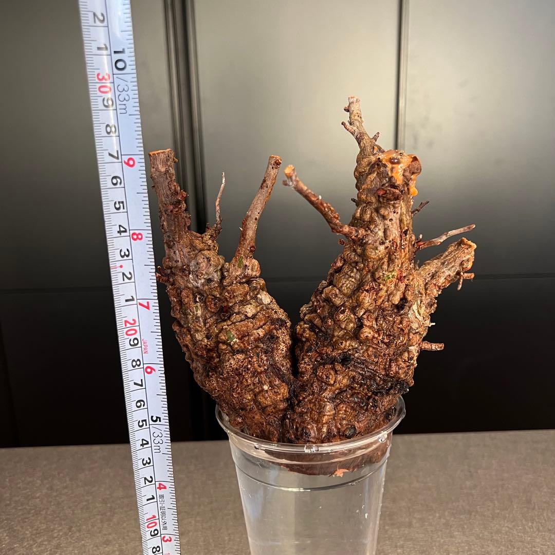 オペルクリカリア パキプス　発根管理中