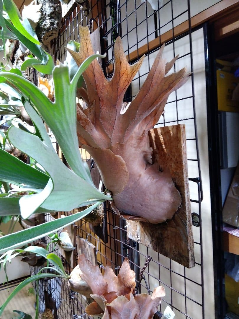 ビカクシダ　AKKI アッキー　親株サイズ