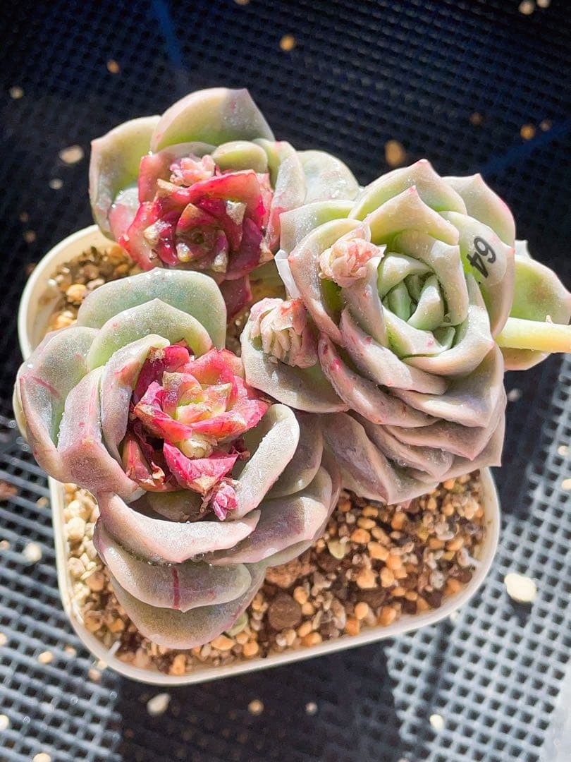 ラブリーローズ錦　赤斑　　エケベリア 超美斑　多肉植物　四頭　64