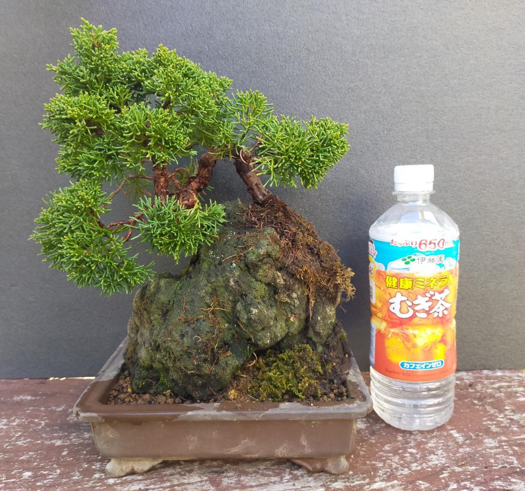 真柏　石付き盆栽