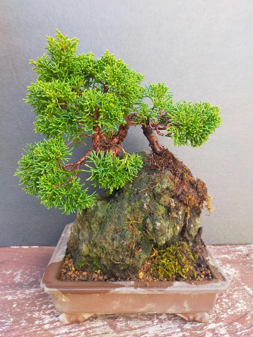 真柏　石付き盆栽