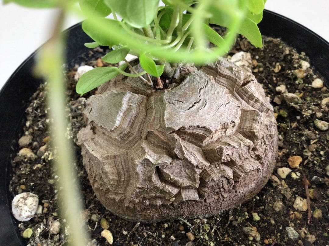 ② 特選品‼︎ しっかりとした塊根直径約8センチ亀甲竜