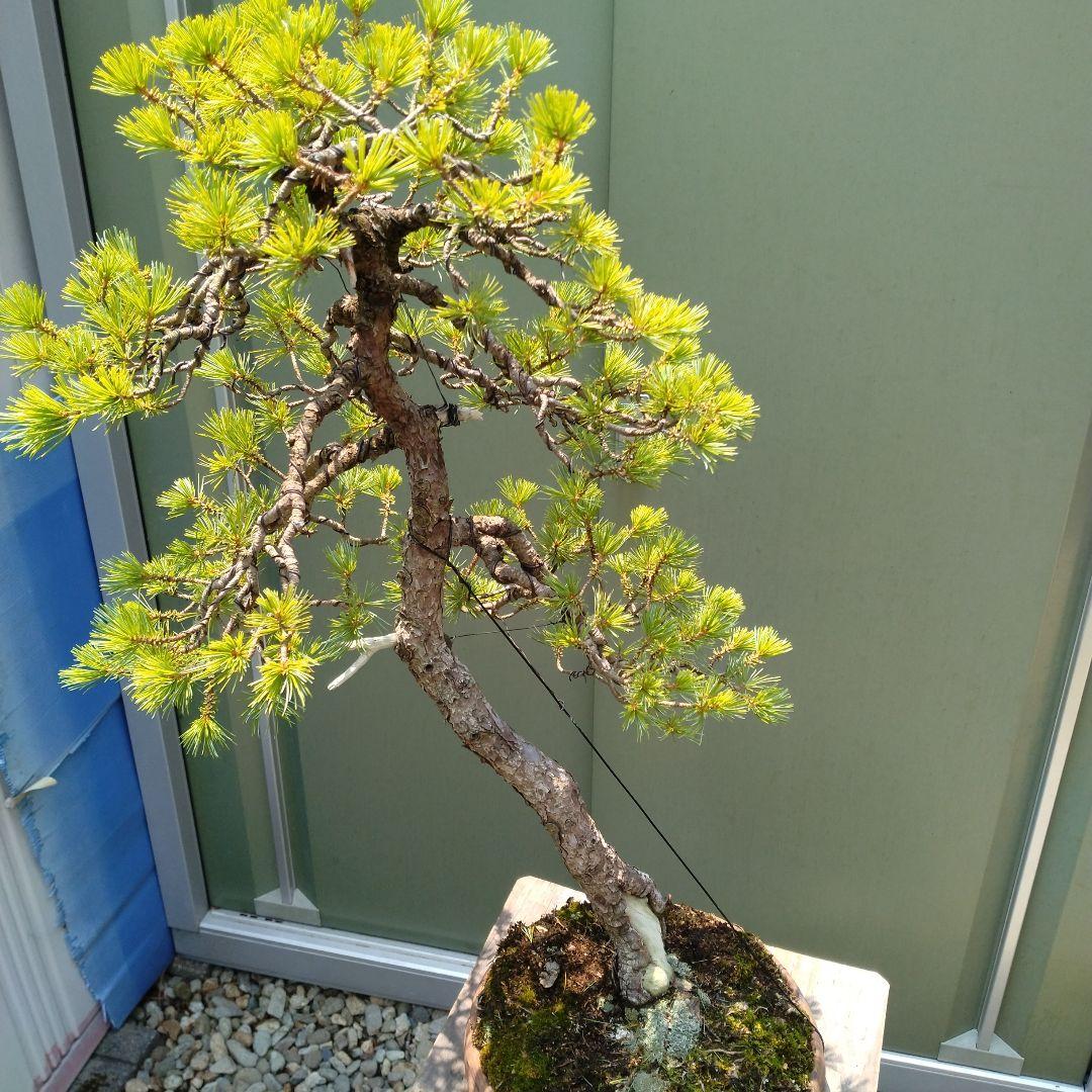 吾妻五葉松。文人造り。