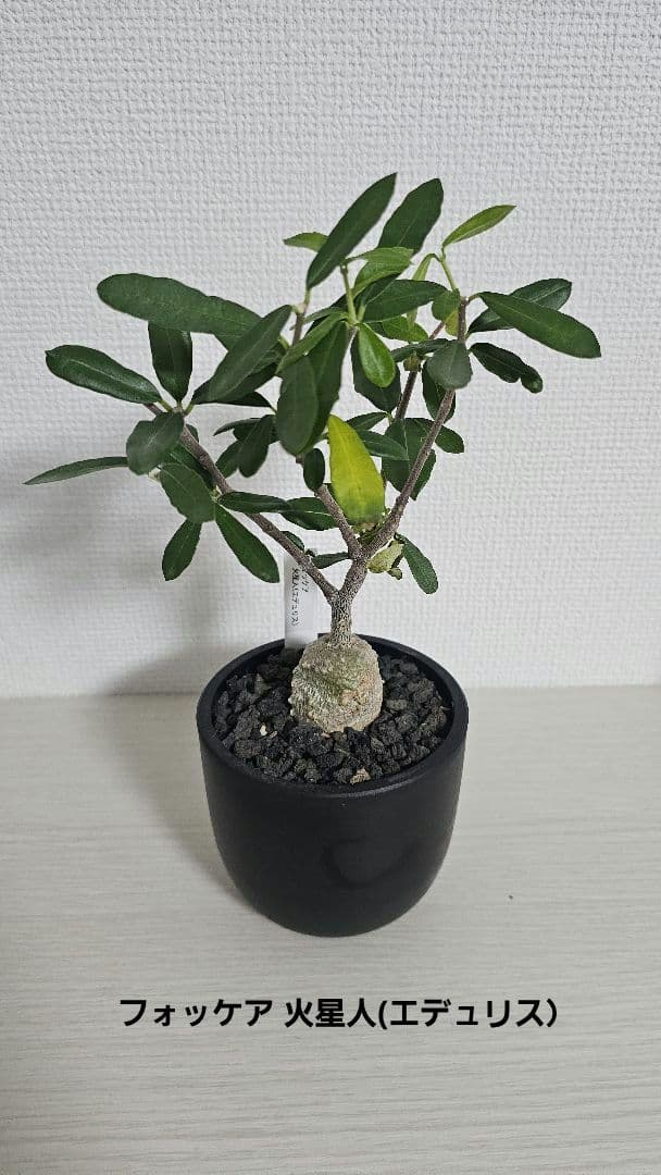 【ワカメ大好き】3点セット