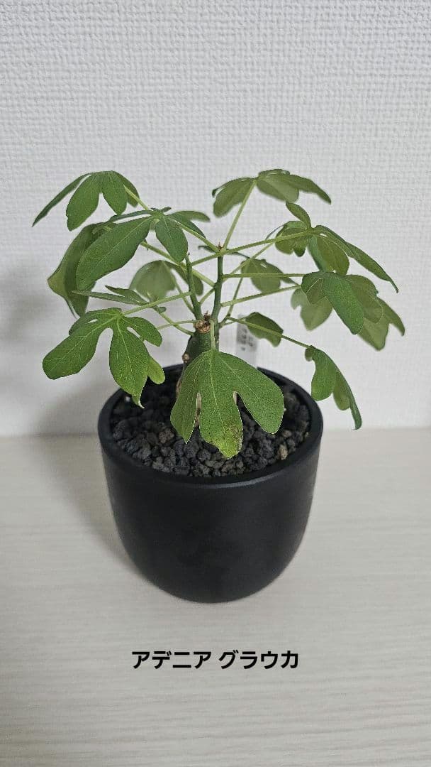 【ワカメ大好き】3点セット