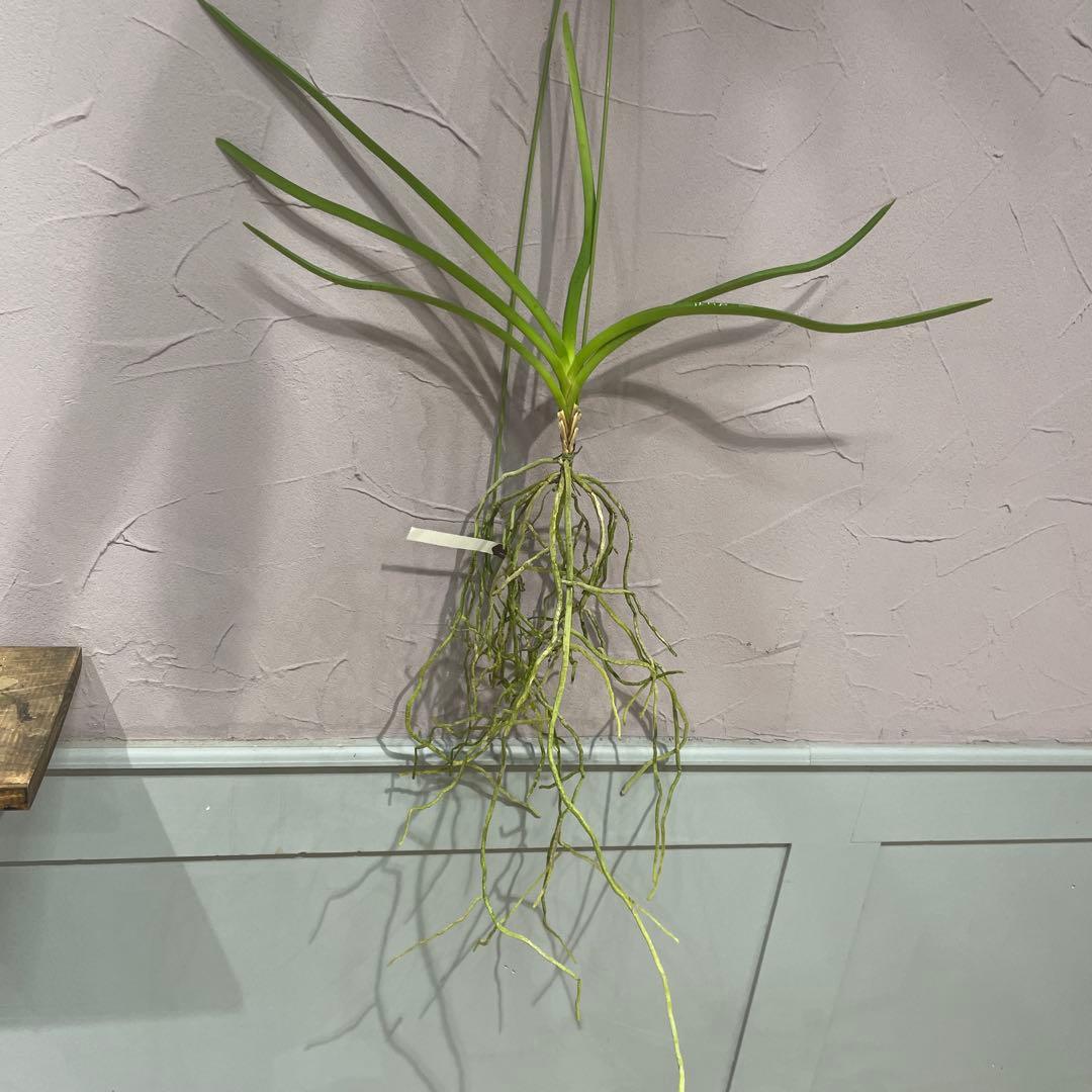 サンデリアナ　幼苗　3 洋蘭