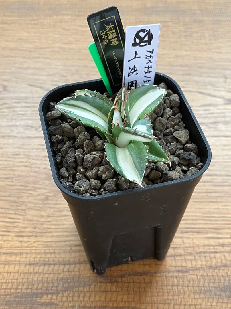 【クリスマスセール】♯13 活着間近　大きめ　アガベ　太陽神錦　白中斑　TC