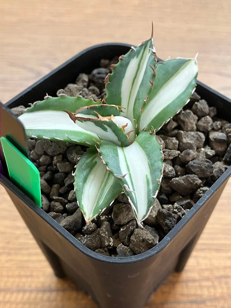 【クリスマスセール】♯13 活着間近　大きめ　アガベ　太陽神錦　白中斑　TC