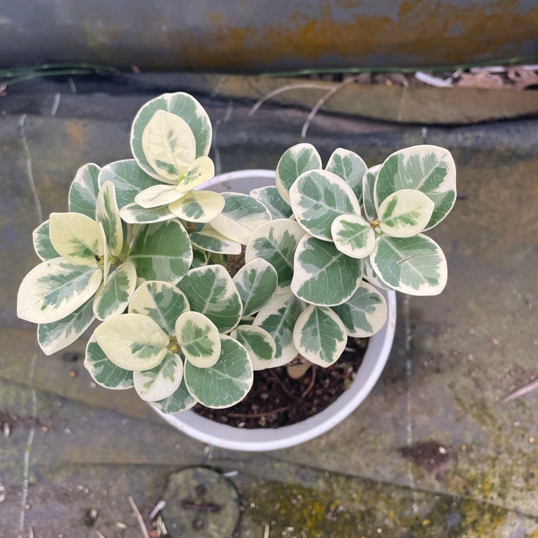 パンダガジュマル　斑入り　5号