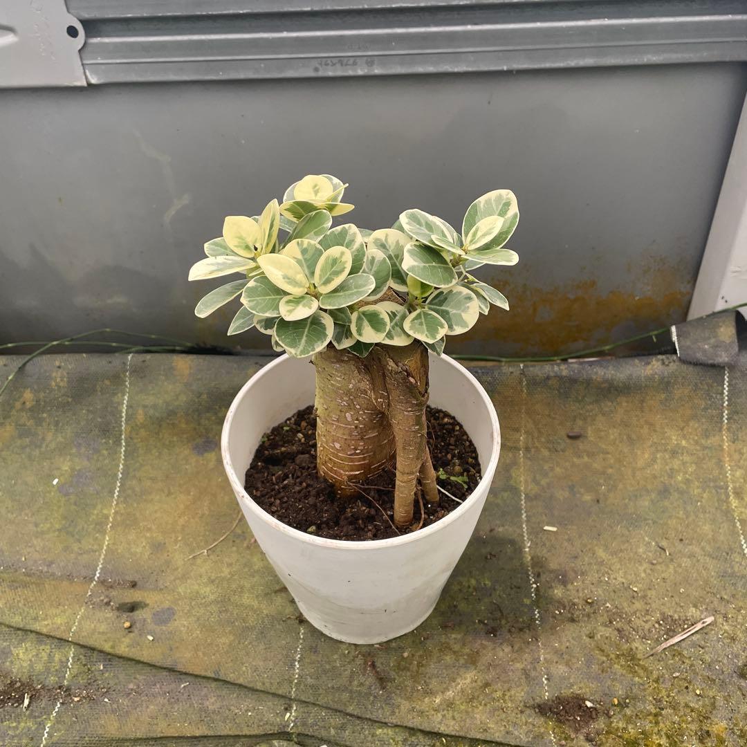 パンダガジュマル　斑入り　5号