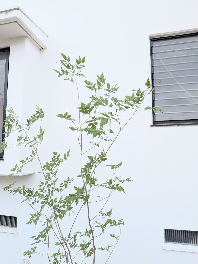 山採りアオダモ。