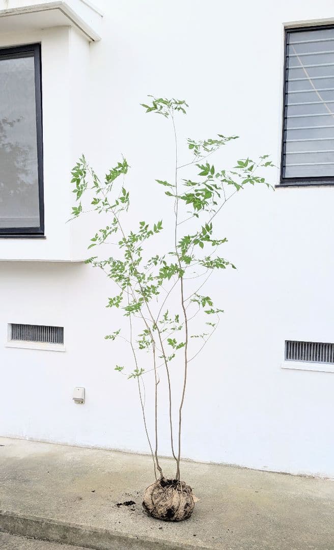 山採りアオダモ。