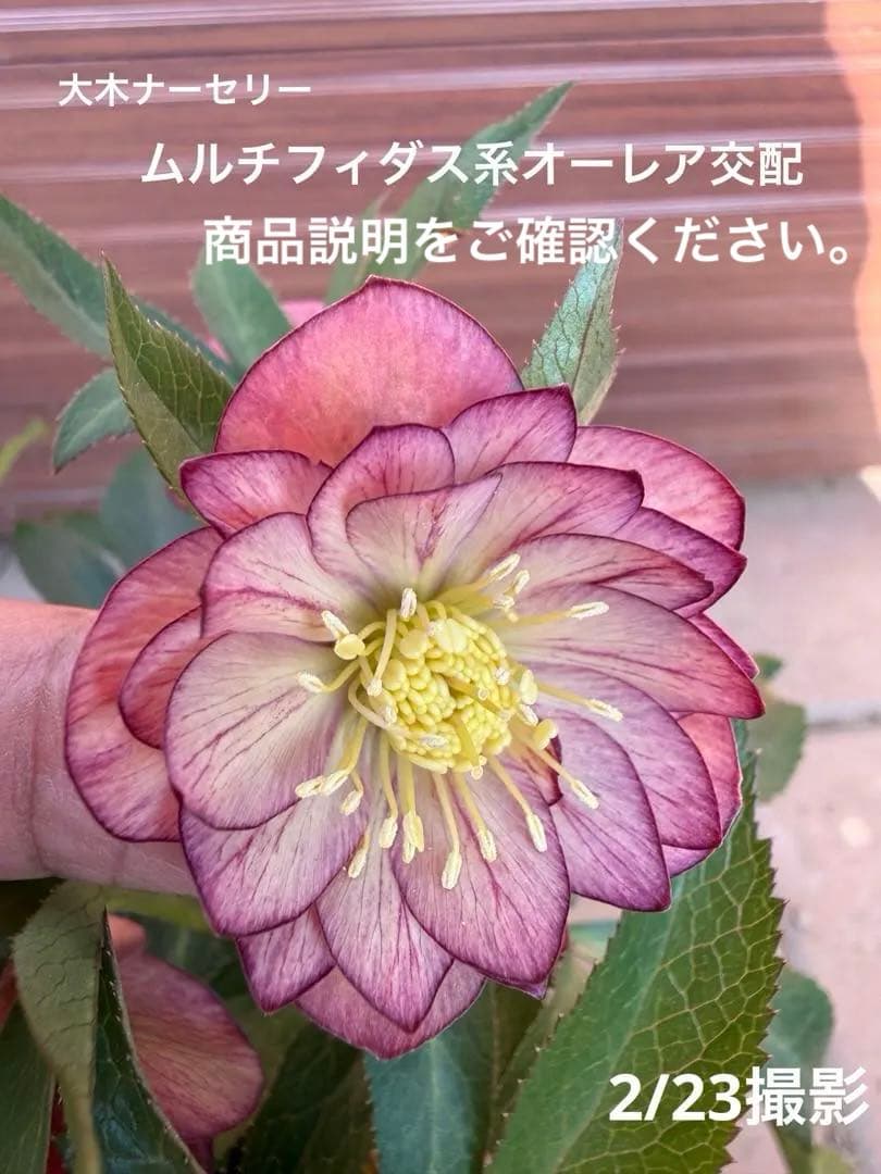 【未株分】クリスマスローズ 大木ナーセリー ムルチ系オーレア交配