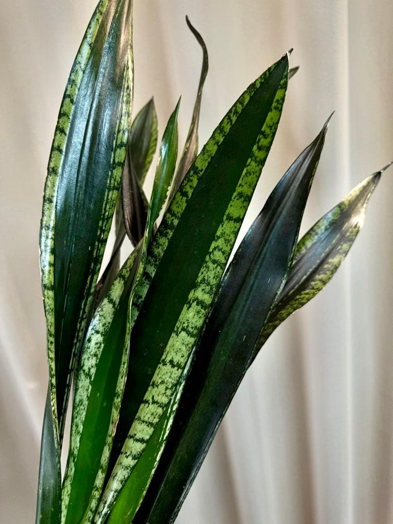 【希少】サンスベリア ブラックタイガー / 安心の発根活着済み