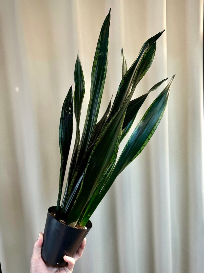 【希少】サンスベリア ブラックタイガー / 安心の発根活着済み