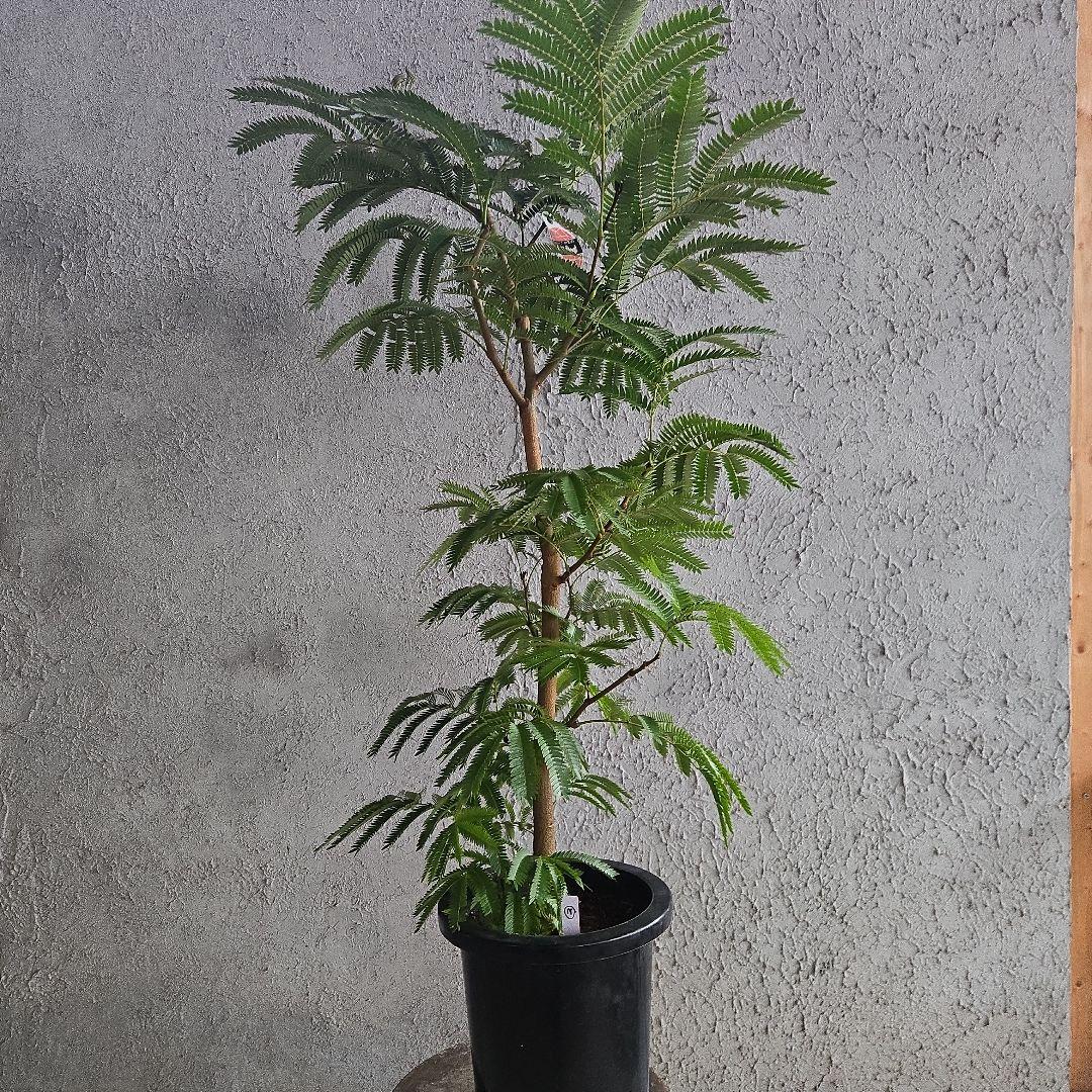 ②　エバーフレッシュ　8号極太　最高等級極上品‼️