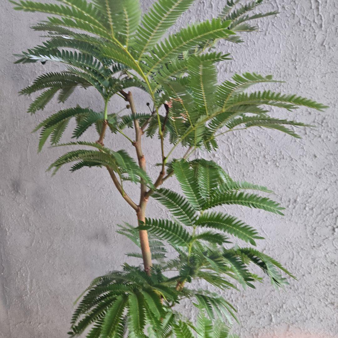 ②　エバーフレッシュ　8号極太　最高等級極上品‼️