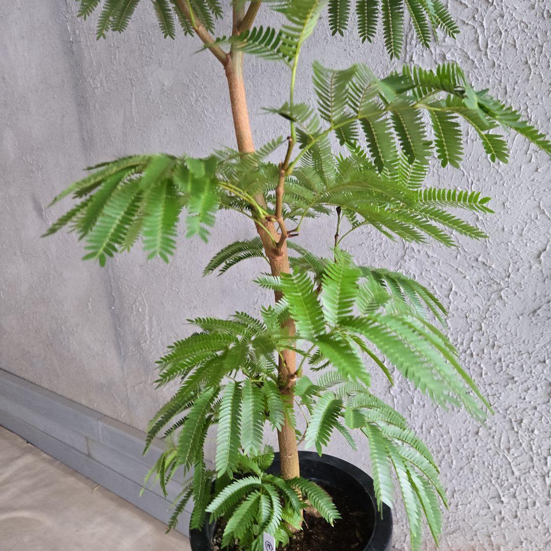 ②　エバーフレッシュ　8号極太　最高等級極上品‼️