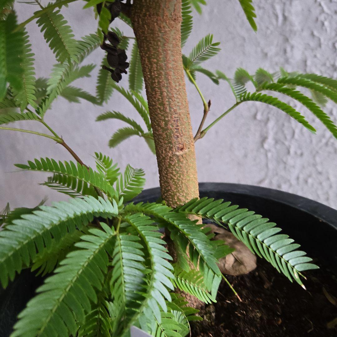 ②　エバーフレッシュ　8号極太　最高等級極上品‼️