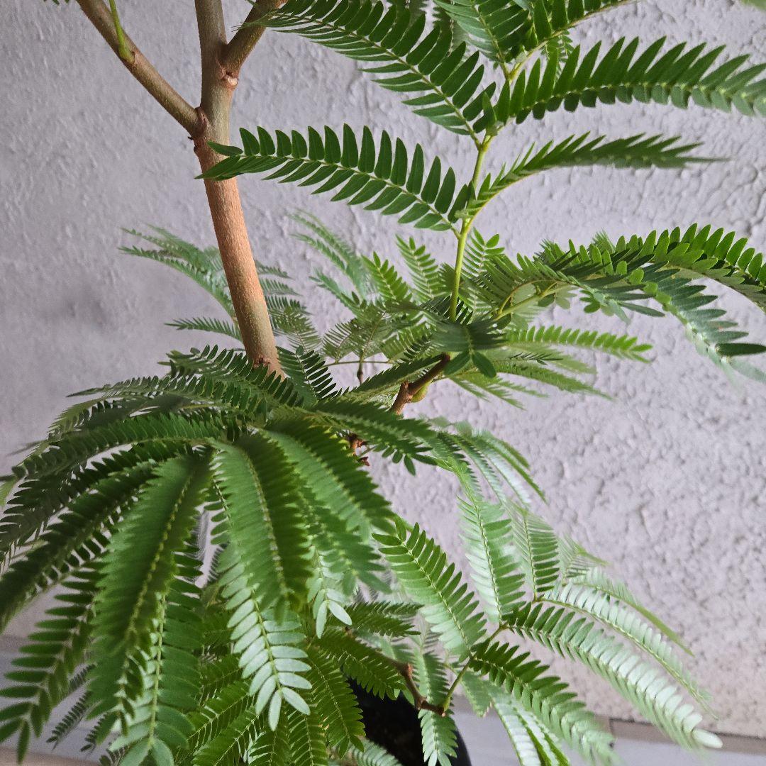 ②　エバーフレッシュ　8号極太　最高等級極上品‼️