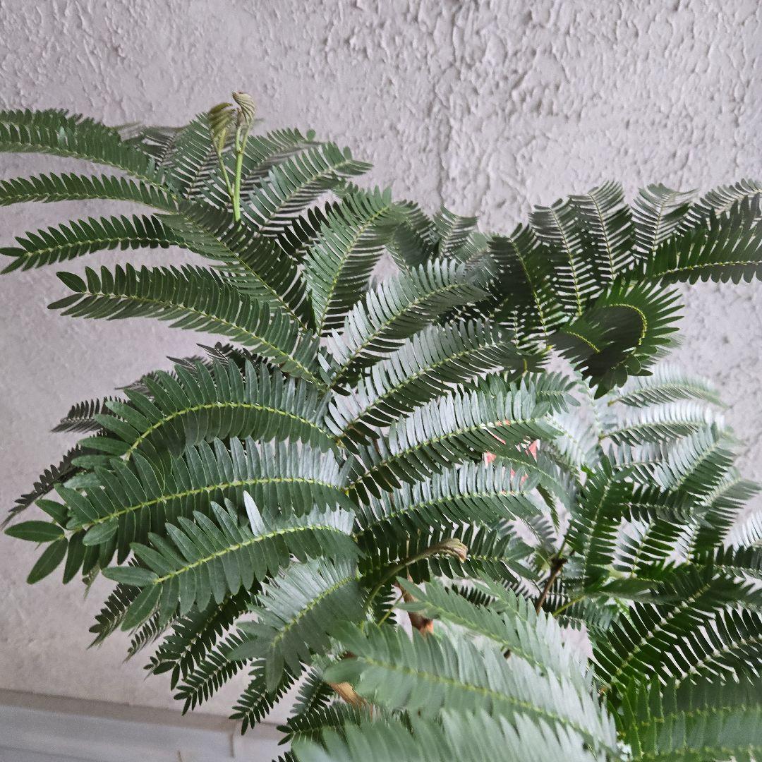 ②　エバーフレッシュ　8号極太　最高等級極上品‼️