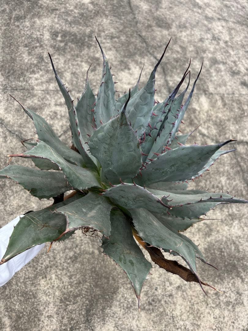 アガベ　パリーハイブリッド　検索　吉祥天　リップルエフェクト　オリザバ