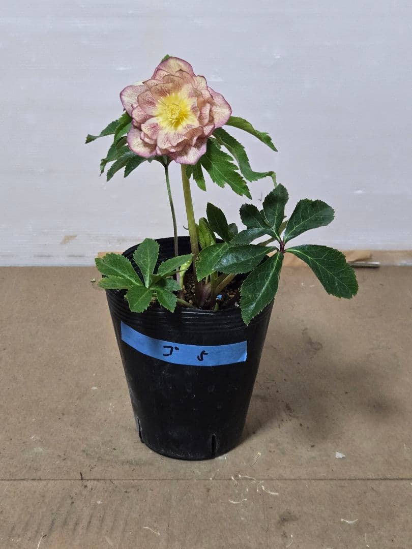 ☆クリスマスローズ☆ダブル　ゴールド☆5号ポット☆