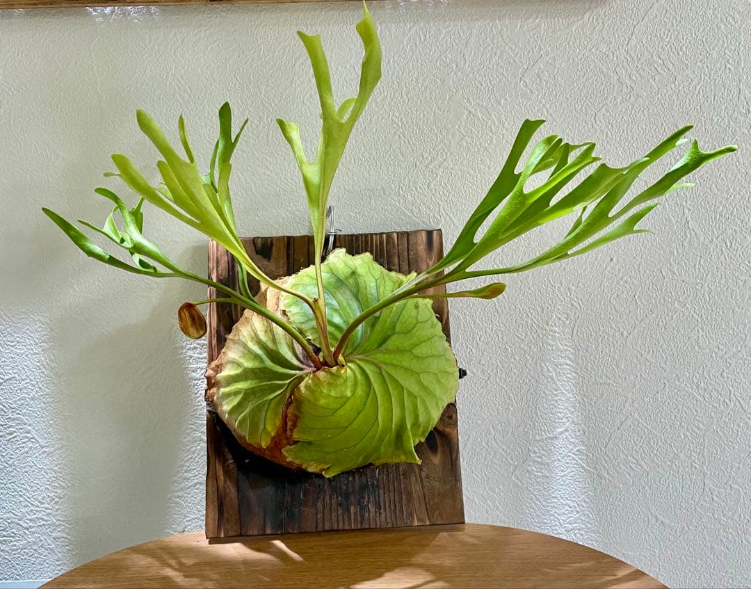 リドレイワイド　胞子培養株