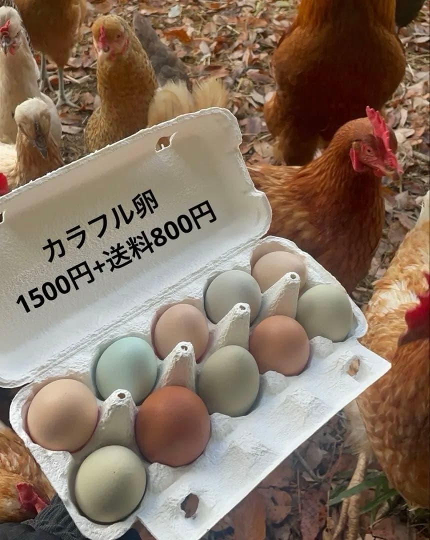 【受付用】結び卵　放し飼い有精卵　終生飼育