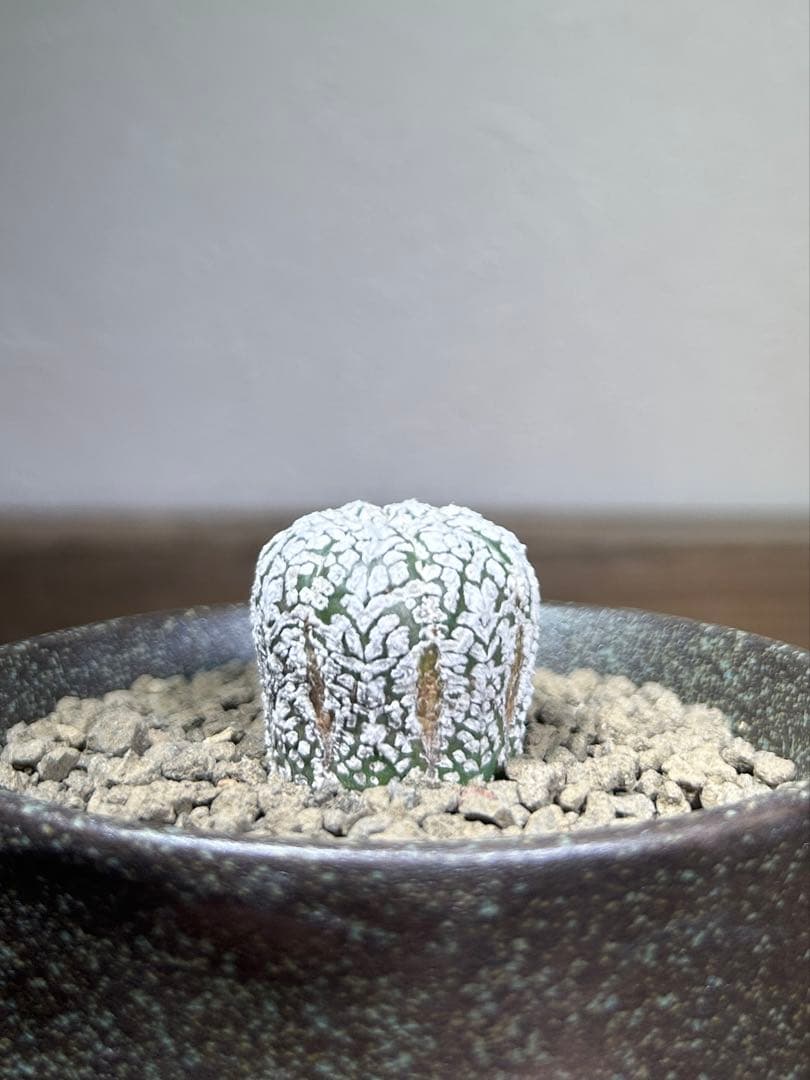 アストロフィツム　ミラクル　スーパー兜　アロー　Vタイプ　鉢のまま発送　サボテン