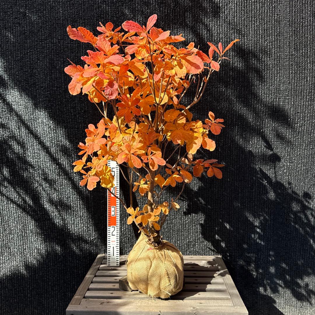 クロフネツツジ　【品番3435】