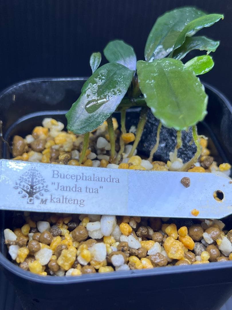 ブセファランドラsp \"janda tua\" kalteng