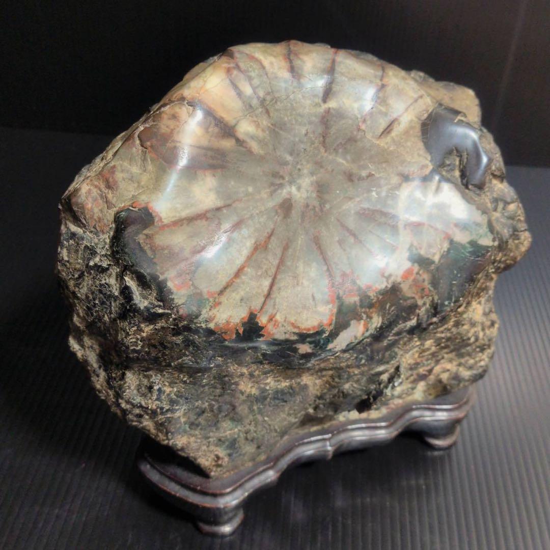 【大型】天然 菊花石 鑑賞石 台座付 22cm 5.8kg 一輪大菊 置物 水石