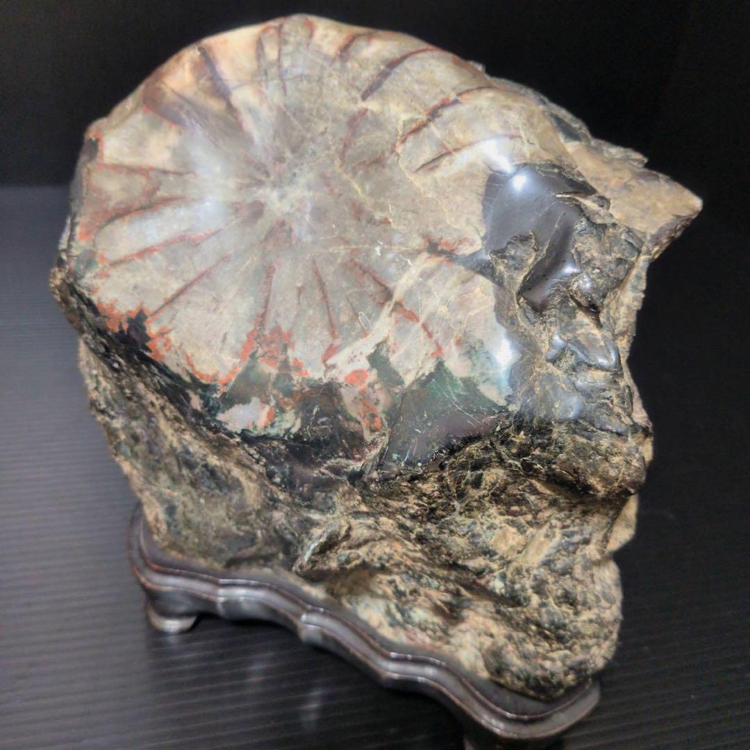 【大型】天然 菊花石 鑑賞石 台座付 22cm 5.8kg 一輪大菊 置物 水石