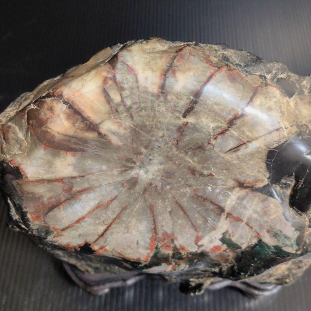 【大型】天然 菊花石 鑑賞石 台座付 22cm 5.8kg 一輪大菊 置物 水石