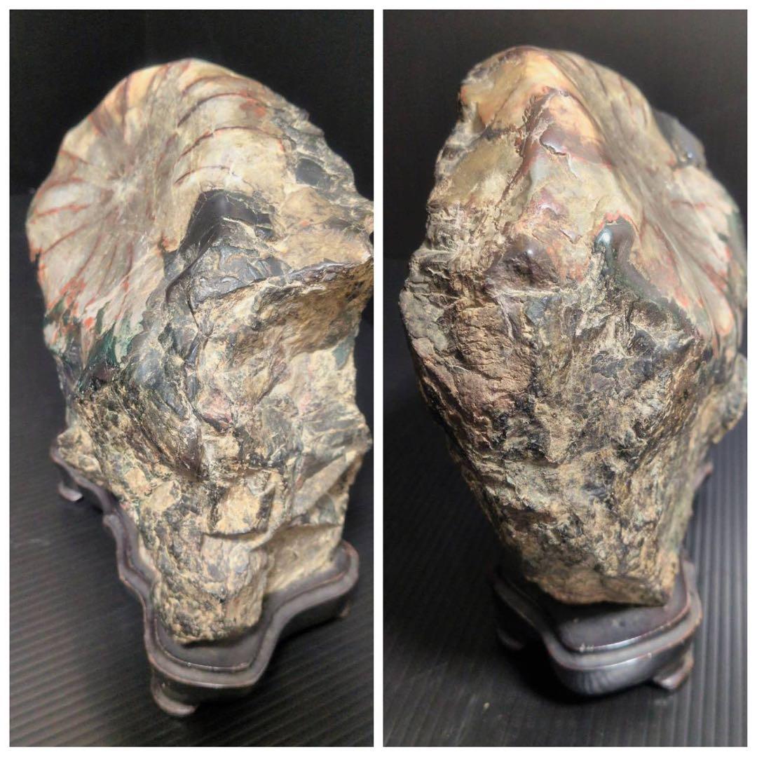 【大型】天然 菊花石 鑑賞石 台座付 22cm 5.8kg 一輪大菊 置物 水石