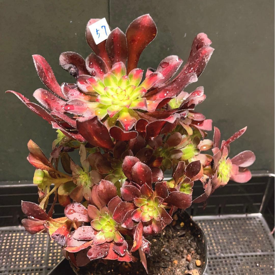 57#植物アエオニウム錦❤️シャネル 变異夕焼け❤️1大頭19つ子芽25cm拔き苗