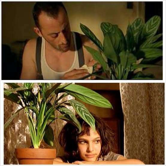 アグラオネマ　ニティドゥム　カーティシー 子株①