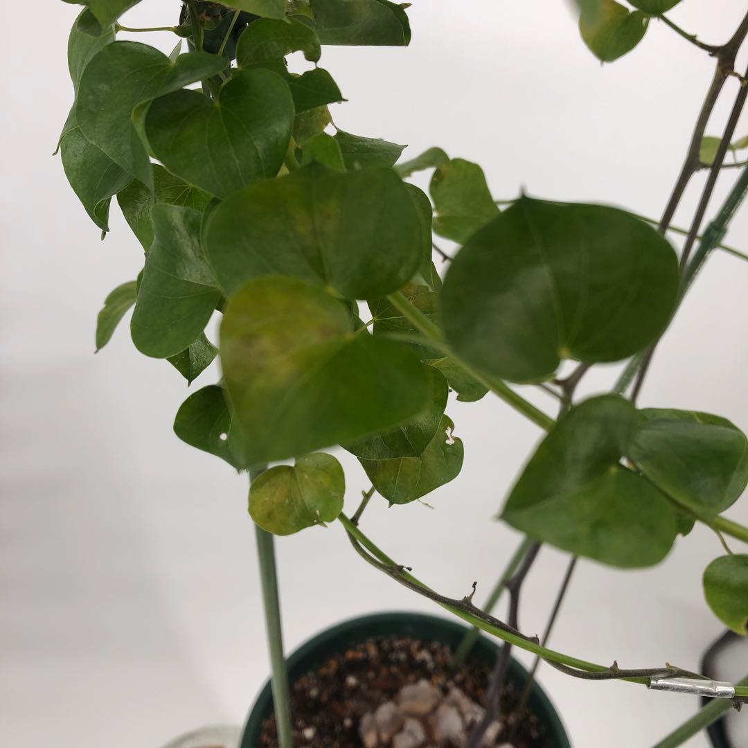 アフリカ亀甲竜　7号　②