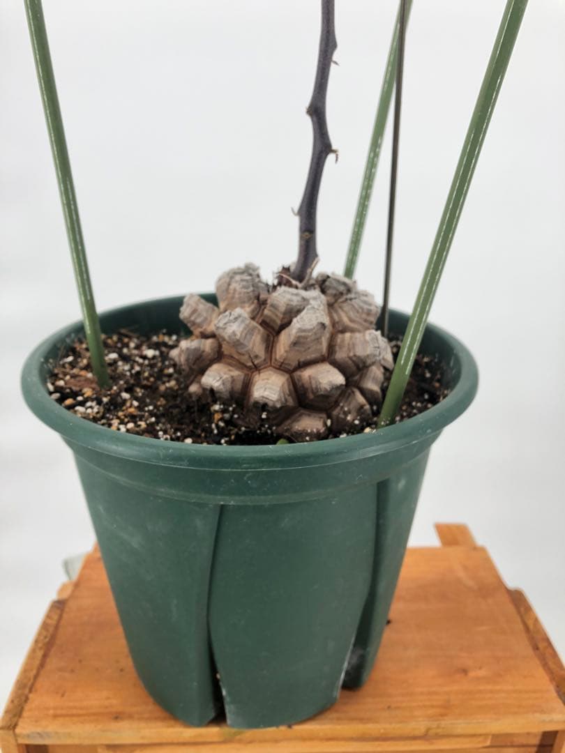 アフリカ亀甲竜　7号　②