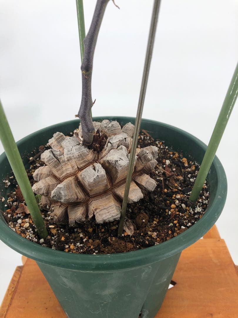 アフリカ亀甲竜　7号　②