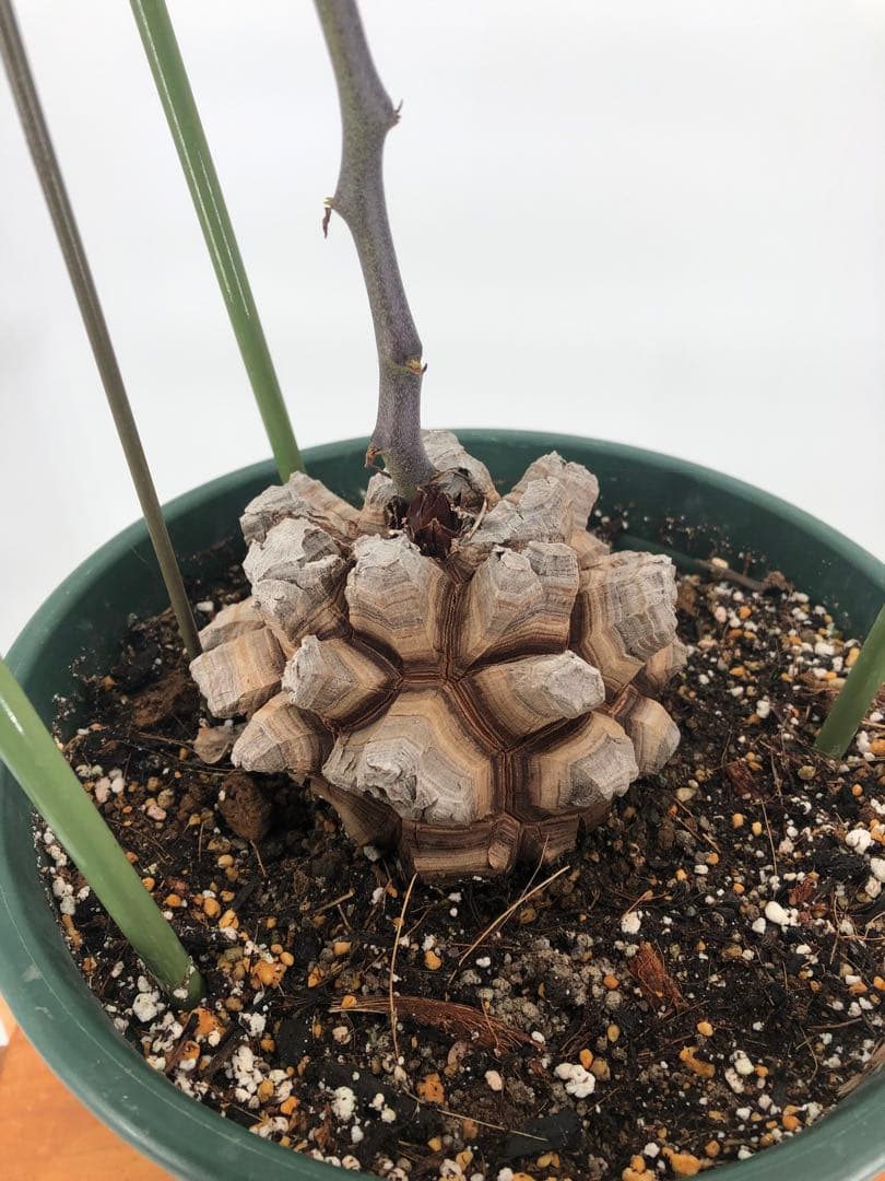 アフリカ亀甲竜　7号　②