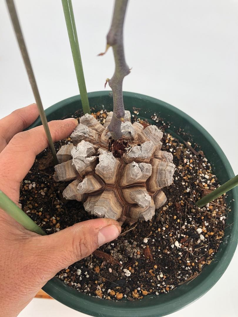 アフリカ亀甲竜　7号　②