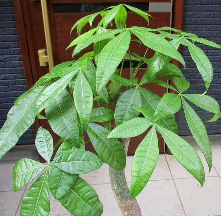 【現品】パキラ　極太　8号　TB番