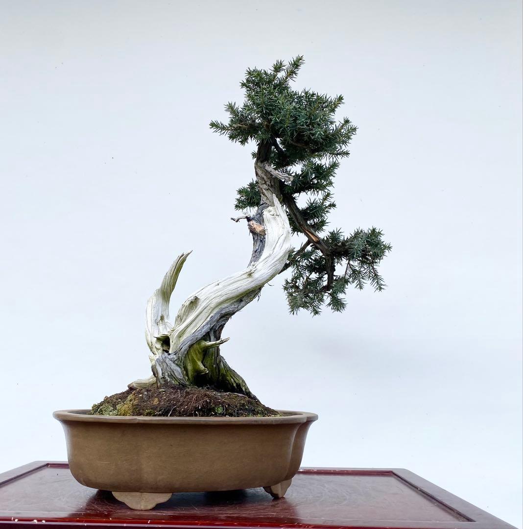 白木盆栽園　山採り　杜松　樹高56センチ　盆栽黒松赤松五葉松真柏雑木観葉植物