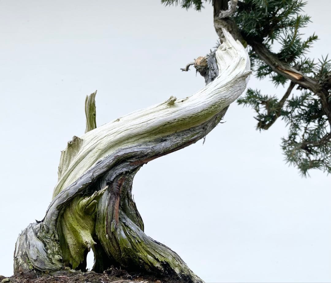 白木盆栽園　山採り　杜松　樹高56センチ　盆栽黒松赤松五葉松真柏雑木観葉植物